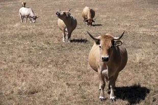 Vacas en un pastizal afectado por la sequía en Mur-de-Barrez, sur de Francia