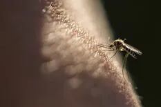 La OMS recomienda por primera vez en la historia una vacuna contra la malaria