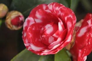 Las hojas permanentes y lustrosas de la camelia (Camellia japonica) tienen valor por sí mismas; luego, en otoño e invierno, aparecen sus glamorosas flores. Crece bien a media sombra y en suelos ácidos