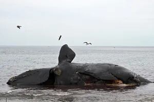 Descubren qué fue lo que mató a las 30 ballenas encontradas en Península Valdés