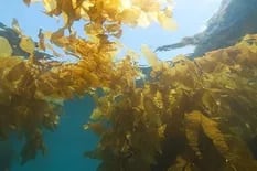 Científicos realizan un increíble mapeo de los bosques de algas marinas gigantes