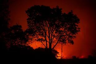 La magnitud de los incendios en el Pantanal preocupan a las ONG