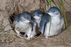 Registran una masiva muerte de pingüinos en playas de Nueva Zelanda