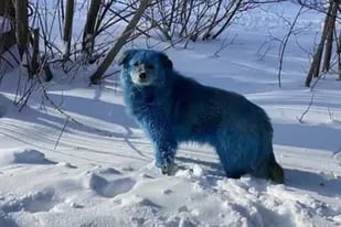 Un extraño caso sucedió en Rusia luego de que los perros callejeros se volvieran azules