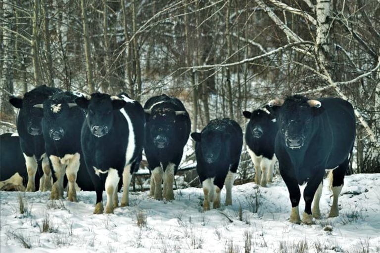 Gli specialisti della biosfera e della riserva di radiazioni della zona hanno osservato gli animali per tre anni e hanno notato che il loro comportamento non era più uno stile di allevamento di esemplari, ma piuttosto selvatico.