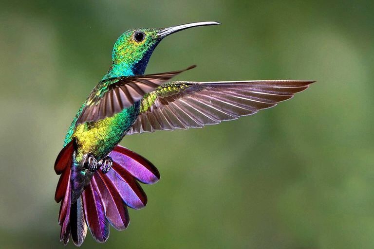 Por qué los bebederos para colibríes pueden ser una trampa mortal