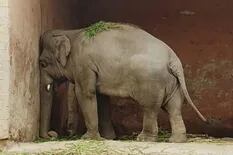 Kaavan, el "elefante deprimido", recupera su libertad tras 35 años en cautiverio
