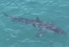 El impactante momento en que un nadador es rodeado por una horda de 50 tiburones