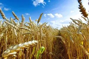 Se frenó el temor a un recorte nacional en la siembra de trigo y parte de la zona núcleo salió de la sequía luego de once meses
