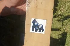 El sello del gorila se repite en los cargamentos más importantes, pese a la muerte de King Kong