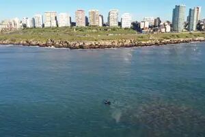 Dos visitantes generaron revuelo en las aguas de Mar del Plata