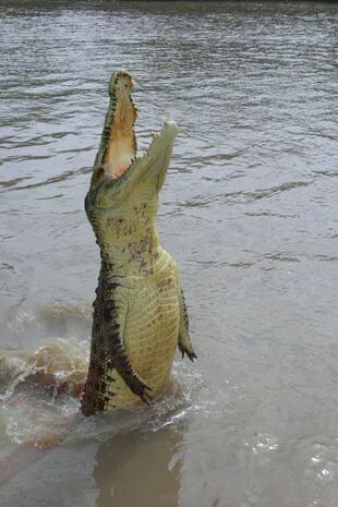 Un ataque de cocodrilo en Carolina del Sur terminó con una víctima mortal