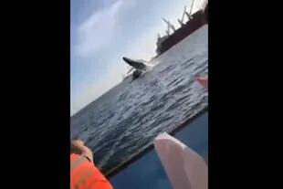 La ballena se abalanzó contra un bote que  navegaba en su hábitat