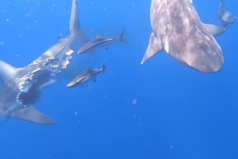 Cerca de diez tiburones atacaron hasta devorar por completo a un tiburón punta negra