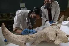 Una cueva con 35 cráneos de animales revela los rituales “mágicos” de los neandertales