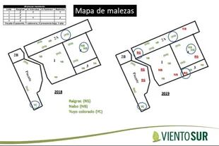 Mapa de malezas elaborado por Julio Portugal