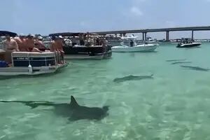 La escalofriante escena de tiburones martillo que rodean un conjunto de lanchas