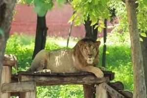 Conmoción en India: entró a la jaula de un león para sacarse una selfie y fue devorado