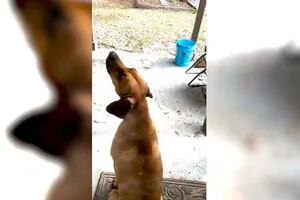 La historia de Red, el perro que se volvió viral por aullar igual que las sirenas de la policía