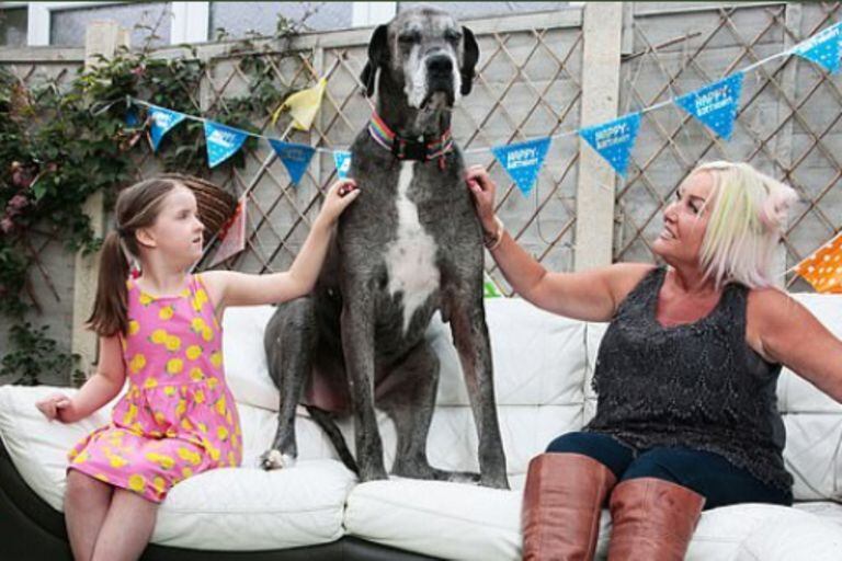 "Freddy" entró el récord Guinness como el perro más grande del mundo. Ahora su familia lo despidió con emotivas palabras