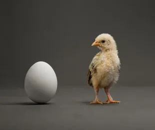 Según un estudio científico y la segunda teoría que expresó la IA, el huevo nació primero que la gallina