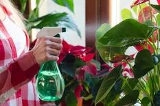 Seis fertilizantes orgánicos para nutrir tus plantas de interior en invierno