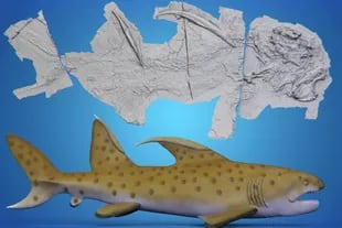 Una reconstrucción generada por computadora del tiburón basada en fósiles que se ven sobre él