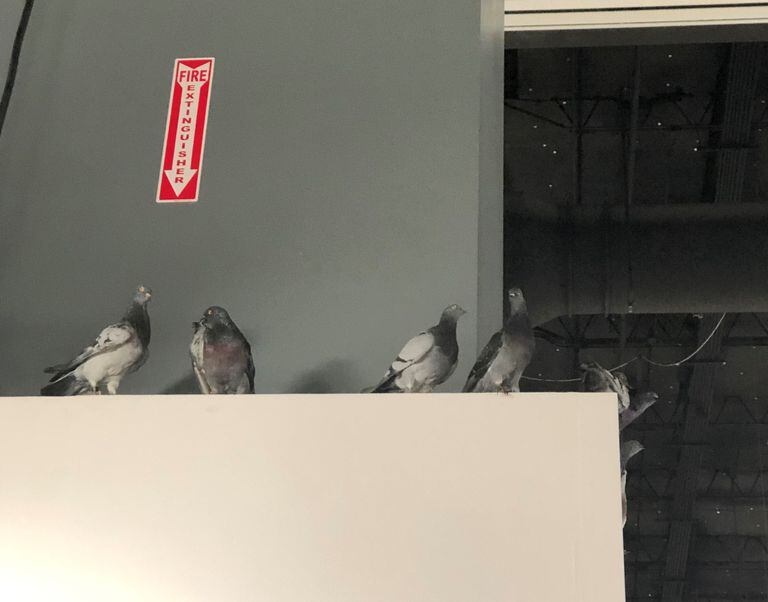 Las palomas paradas sobre el stand de Perrotin
