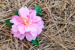 Camellia ´Maggiore´. Es un híbrido de C. japonica obtenida por un cultivador suizo. Es una planta pequeña, achaparrada, muy florífera, ideal para macetas.
