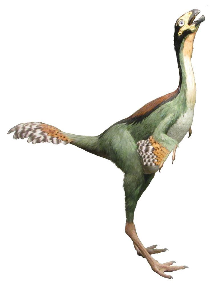Illustrazione di come appariva un aviraptorosauro Caudipteryx Hendrickx