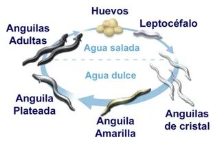 El ciclo de vida de las anguilas consta de cinco etapas: larvas leptocéfalas, angulas, angulones, anguilas amarillas y anguilas plateadas