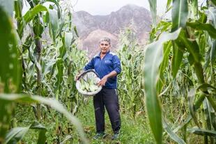 Ernesto Cruz en su plantación de choclos de Maimará. Su padre, Jacobo, es un experto cosechador.