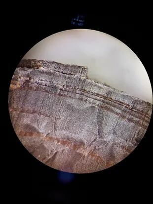 Una imagen microscópica de un fragmento de una de las maderas examinadas por los investigadores en Canadá (Petra Doeve via The New York Times) 