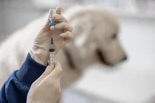 Qué pasaría si no vacunásemos a nuestros perros contra la rabia