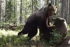 La brutal pelea hasta el final de dos osos pardos en un bosque de Finlandia