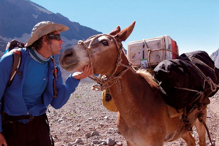 Mules are also usually excellent travel companions.