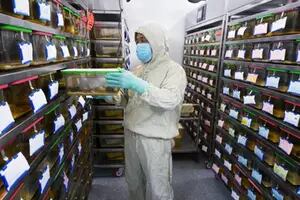 China: en plena lucha contra el coronavirus, reportan una muerte por hantavirus
