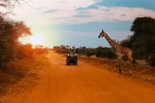Un jeep para mientras una jirafa cruza la carretera durante un Safari en Kenia