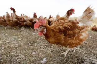 Millions of laying hens were culled as a result of bird flu.  (AP Photo/Charlie Neibergall, File)
