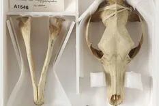 Hallaron los restos del último tigre de Tasmania en el armario de un museo