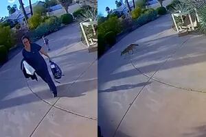 Un coyote atacó a dos niños en Arizona y todo quedó registrado en las cámaras de seguridad