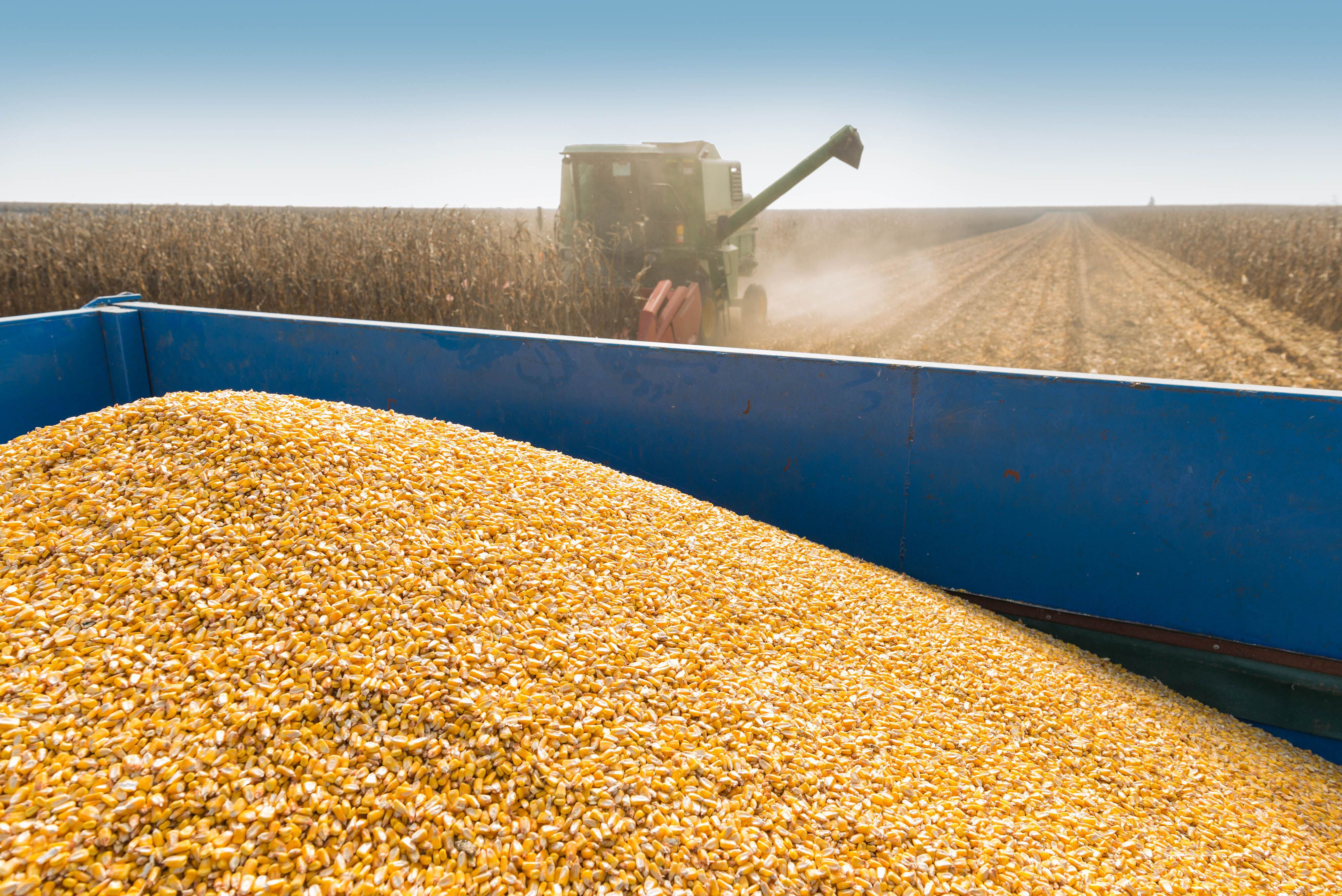 Estados Unidos espera lograr cosechas récord de maíz y de soja en la campaña 2023/2024