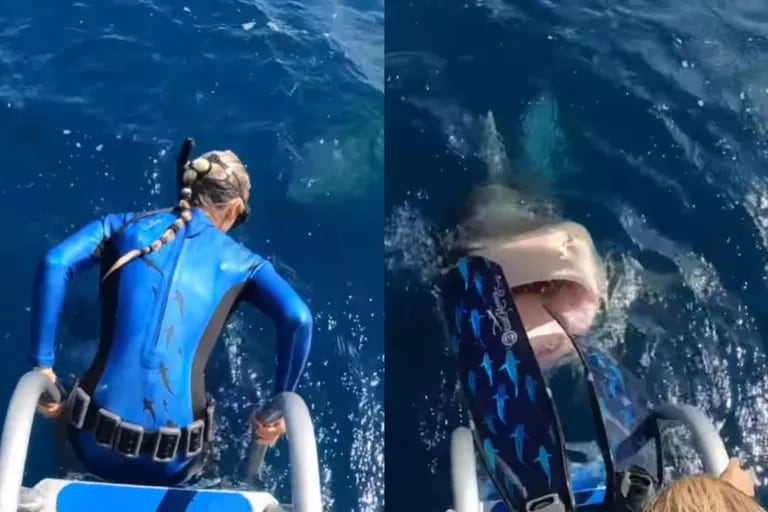 Big scare: The moment a scientist nearly jumped into a shark’s mouth by mistake