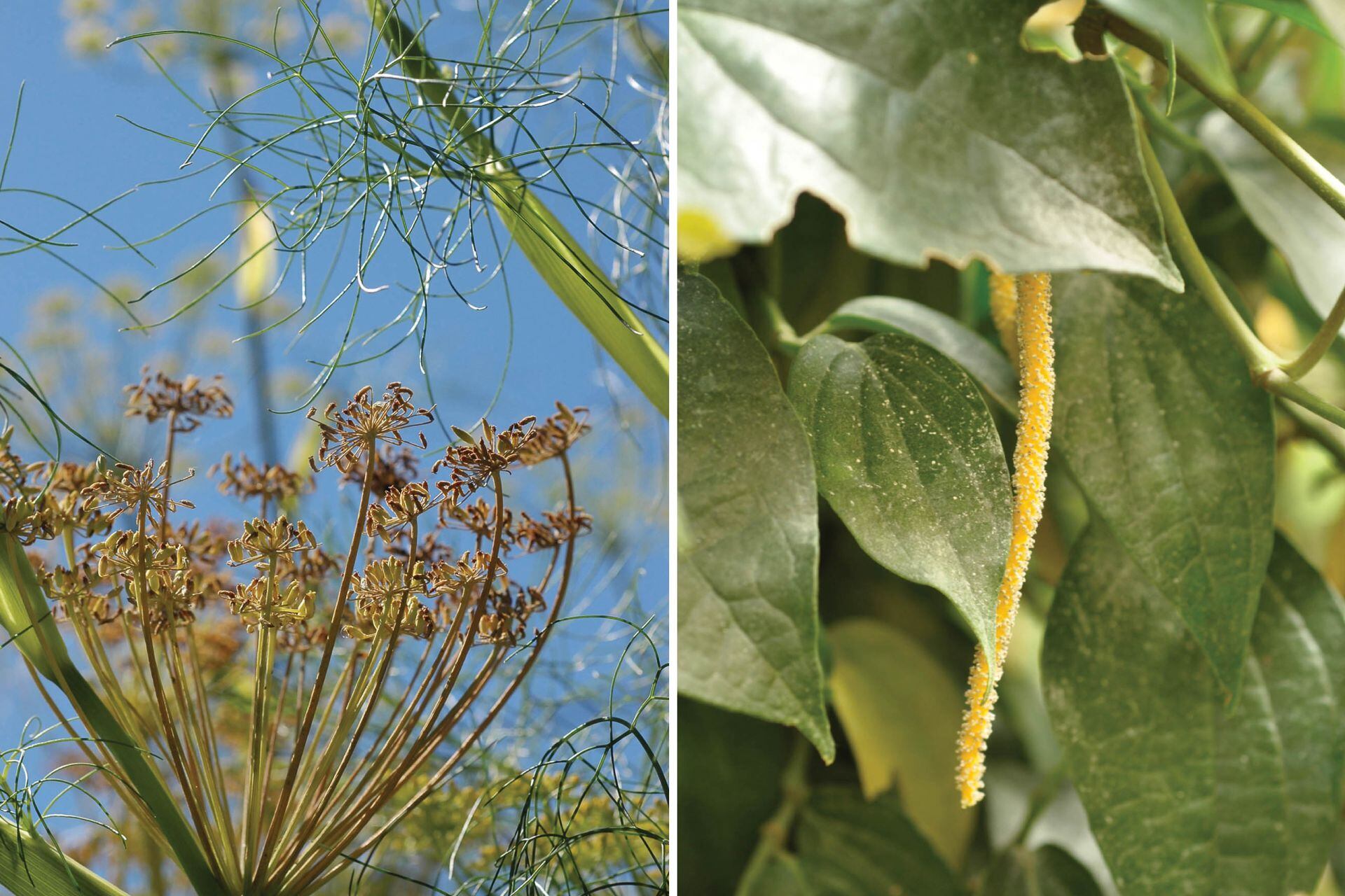Izq.: Del Foeniculum vulgare (hinojo), se utilizan sus semillas. Der.: Piper nigrum, la planta que da origen a la pimienta.