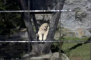 Por la muerte de animales, el zoo porteño vuelve a ser eje de la polémica