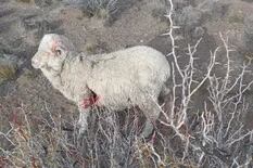 Murieron más de 100 ovejas por feroces ataques de perros