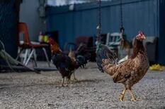 Un brote de gripe aviar en una granja de visones española enciende alarmas en el mundo