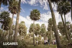 Dónde queda el increíble paisaje de palmeras que empieza a asomar al turismo