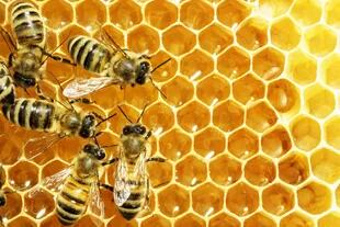 La polinización puede ser controlada con abejas manejadas por un apicultor, o por abejas silvestres