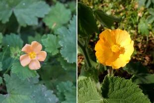 Izquierda: malva del campo (Modiolastrum malvifolium). Derecha: malvavisco grande (Abutilon grandifolium).